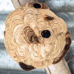 Wespennest met actieve wespen in een buitenomgeving