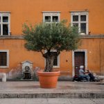 Olijfboom in grote terracotta pot naast stadsfontein