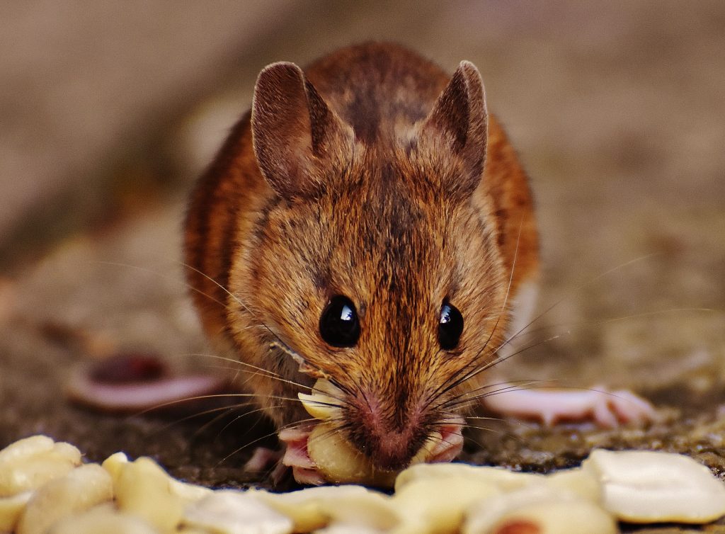 Muis knaagt aan voedselresten op de vloer binnenshuis