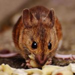 Muis knaagt aan voedselresten op de vloer binnenshuis