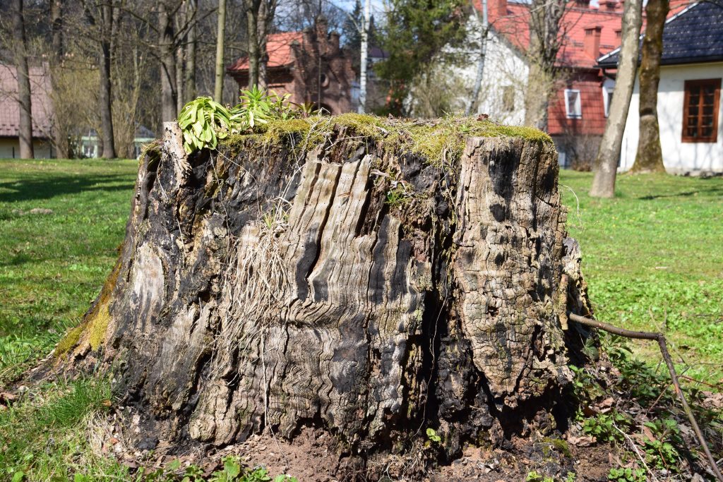 Grote boomstronk midden in een groen gazon