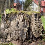 Grote boomstronk midden in een groen gazon