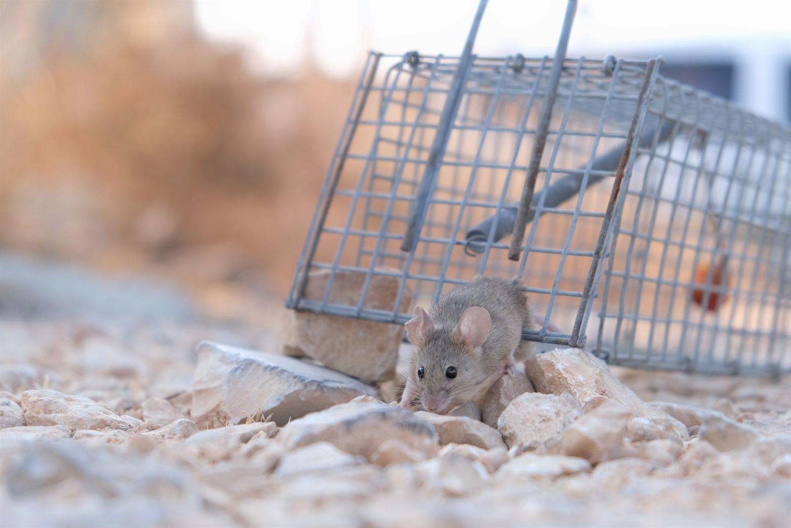 Kleine muis bij een metalen val op een stenen ondergrond