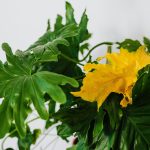 Close-up van een geel verkleurd blad van een kamerplant