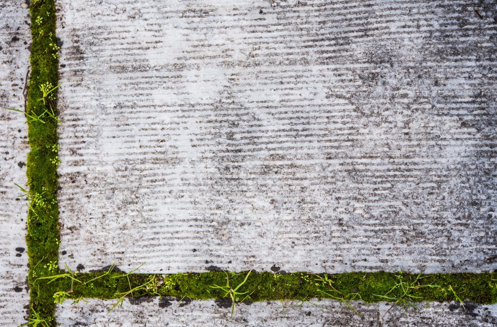 Groene aanslag en mos tussen de voegen van terrastegels